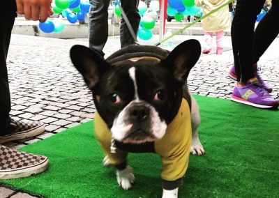 PortaMi 2018 Amici degli Animali | Associazione Porta Romana Bella - Milano